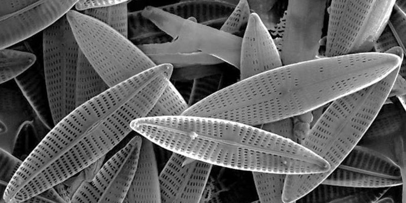 Golden-brown diatom culture in a glass vessel under bright light