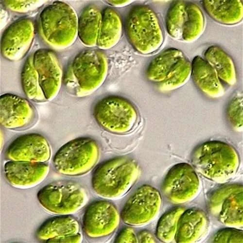Bright green Tetraselmis culture under steady aeration
