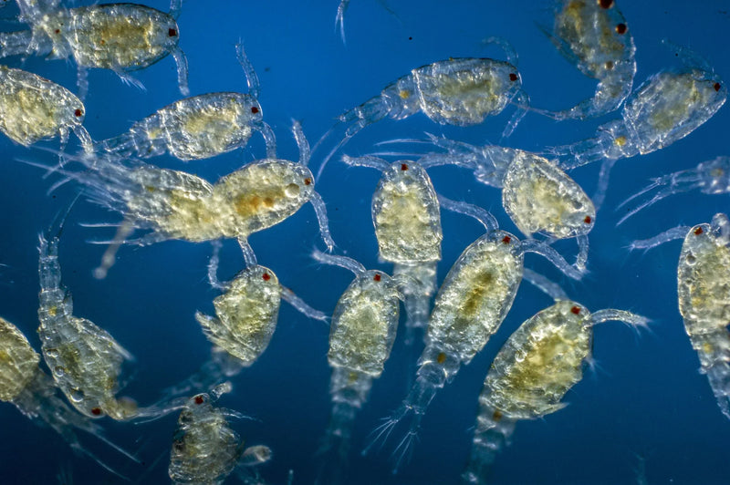 Microscopic zooplankton including copepods and rotifers in seawater