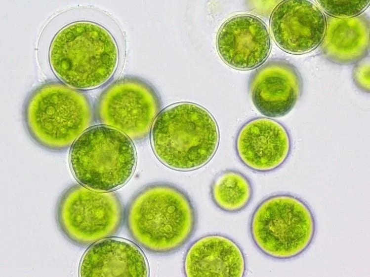 Dark green Nannochloropsis culture aerating in a glass vessel