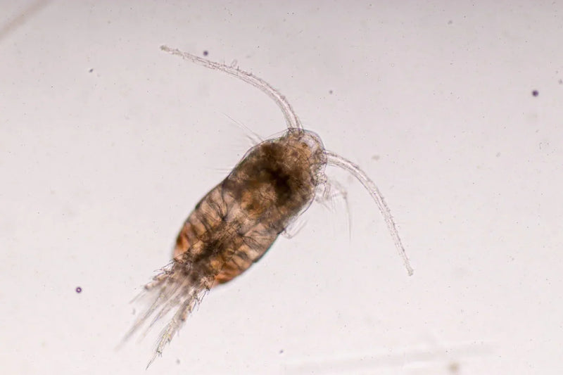 Home copepod culture in a clear container with green phytoplankton water