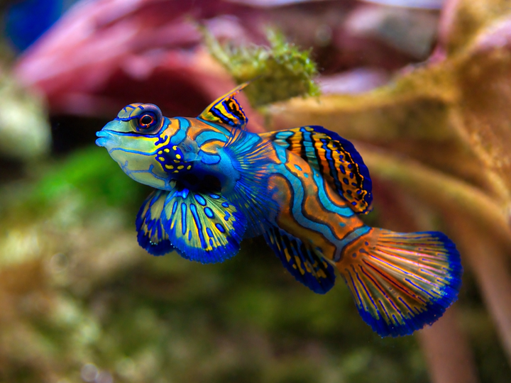 Mandarin Dragonettes: Why They Need Live Food (And How to Keep Them Alive)