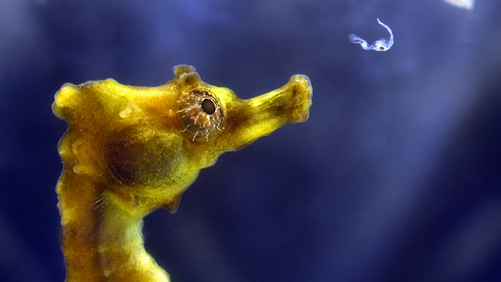 Seahorse Feeding Guide: Why Live Food Is Non-Negotiable