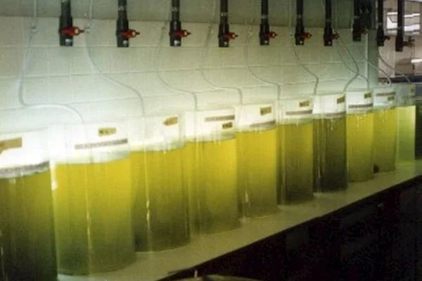 Golden-brown Isochrysis galbana T-Iso culture under aeration