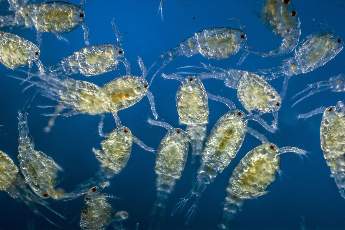 Microscopic zooplankton including copepods and rotifers in seawater