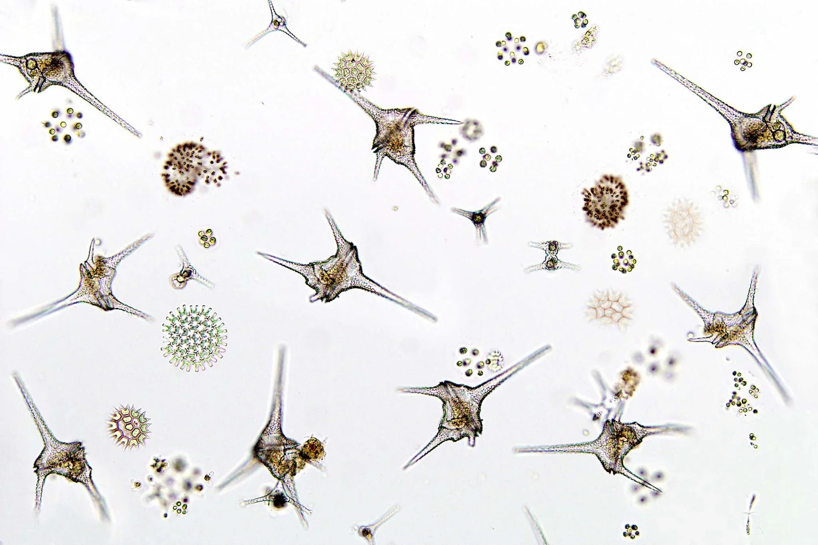 Brown dinoflagellate slime coating reef tank rockwork