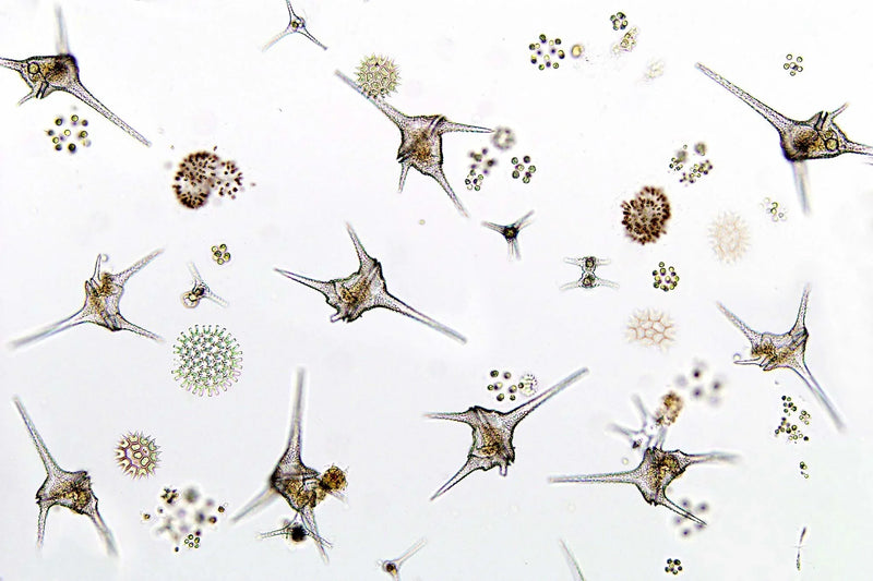 Brown dinoflagellate slime coating reef tank rockwork