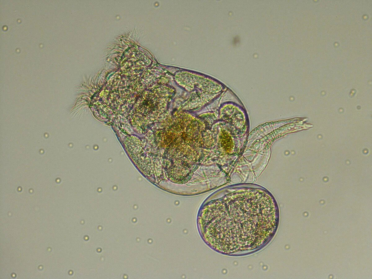 Live rotifers in a clean culture vessel ready to harvest