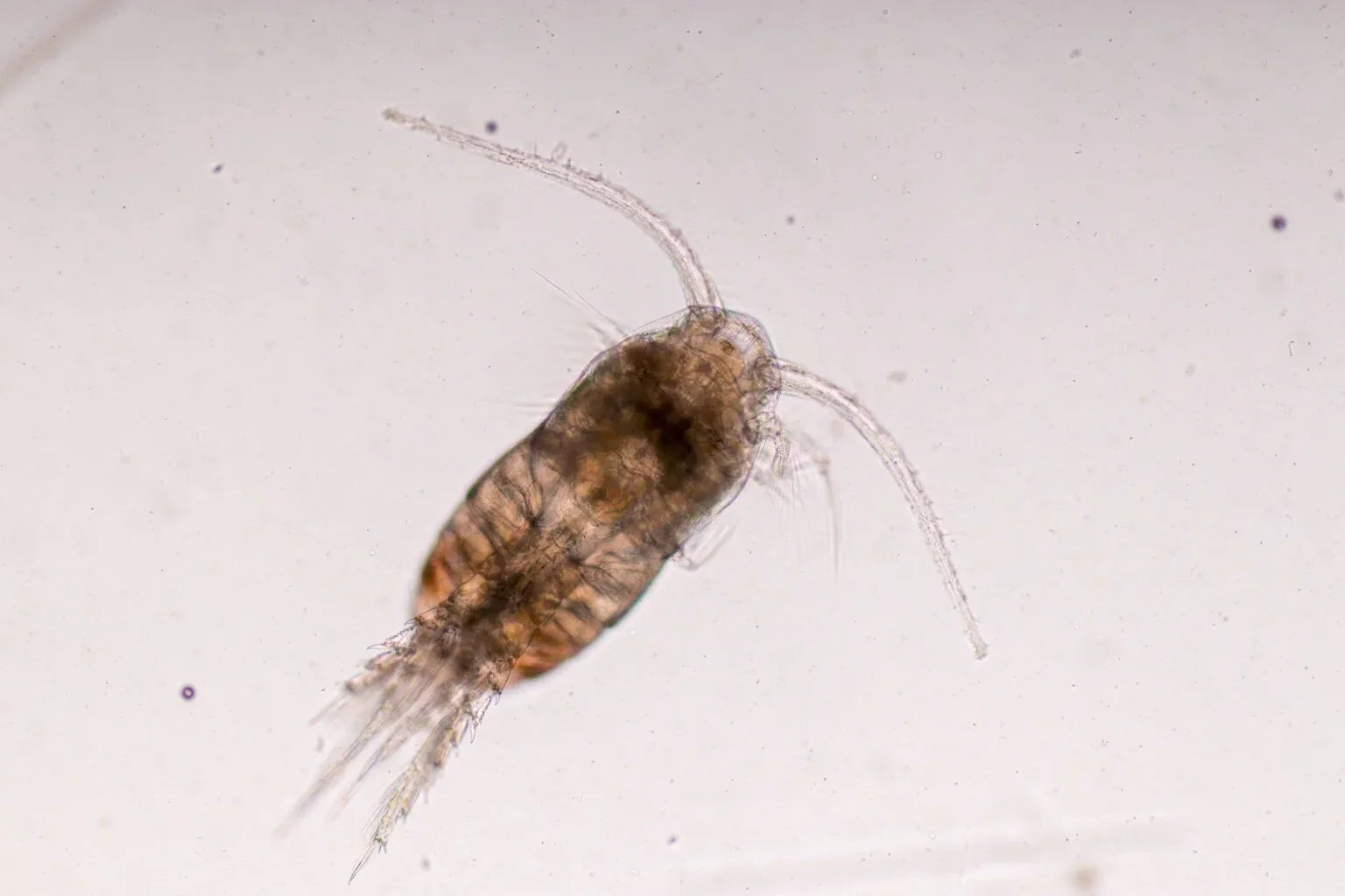 Home copepod culture in a clear container with green phytoplankton water