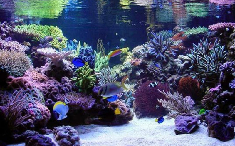 Reef fish feeding on live copepods in a marine aquarium