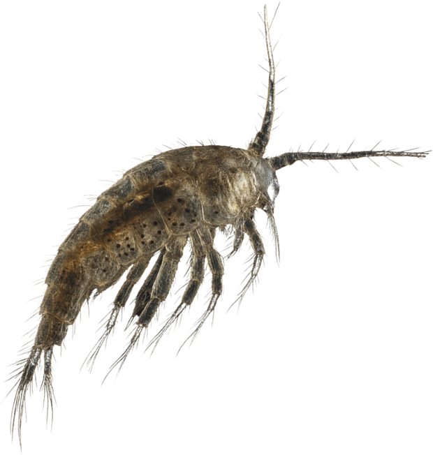 A copepod